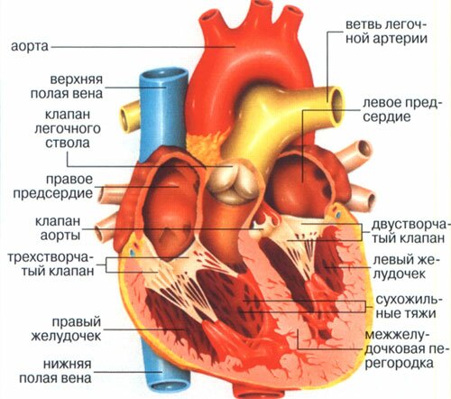 врожденные пороки сердца у детей лечение